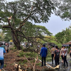 Polres Loteng Evakuasi Pohon Tumbang Halangi Arus Lalu Lintas.