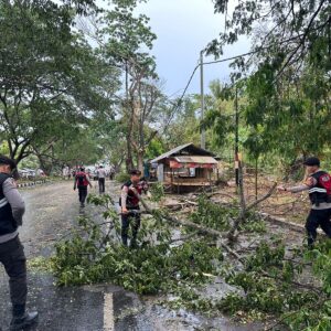 Polres Loteng Evakuasi Pohon Tumbang Halangi Arus Lalu Lintas.