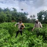 Dukung Ketahanan Pangan, Bhabinkamtibmas Polsek Empang Tinjau Kebun Cabai