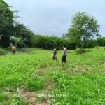 BKTM Desa Adu Dukung Ketahanan Pangan, Dampingi Warga Semprot Gulma Tanaman Jagung