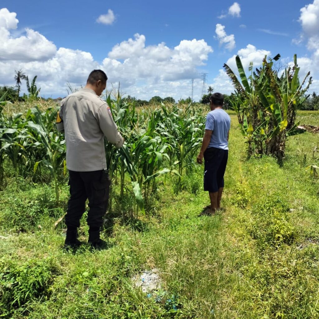 Bhabinkamtibmas Labuapi Dampingi Petani, Optimalkan Lahan Kosong untuk Ketahanan Pangan Nasional