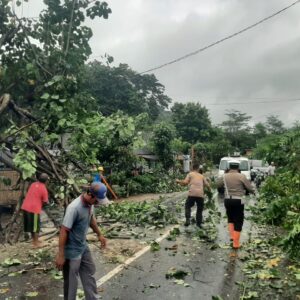 Hujan Angin Kencang Robohkan Pohon di Sekotong, Akses Jalan Sempat Lumpuh