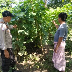 Bhabinkamtibmas Kelurahan Sambinae Laksanakan Pengecekan Pekarangan Pangan Bergizi (P2B)