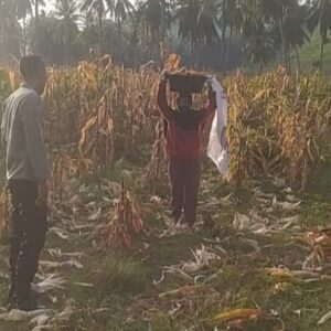 Dekat dengan Petani! Bhabinkamtibmas Sekotong Dukung Ketahanan Pangan