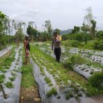 Peran Warga dalam Ketahanan Pangan: Upaya Kecil, Dampak Besar