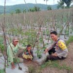 Polsek Woja Kawal Ketahanan Pangan: Bhabinkamtibmas Pantau Pertanian Hortikultura di Desa Wawonduru