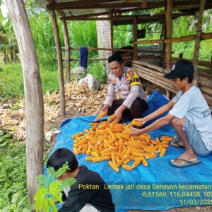 Dukung Ketahanan Pangan, Bhabinkamtibmas Desa Senayan Lakukan Pendampingan Panen Jagung