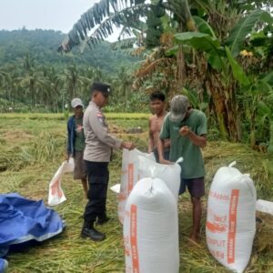 Bhabinkamtibmas Lombok Barat Aktif Kawal Panen Padi, Dukung Ketahanan Pangan
