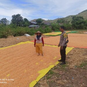 Bhabinkamtibmas Jambu Pantau Penjemuran Jagung, Dukung Program Ketahanan Pangan Nasional