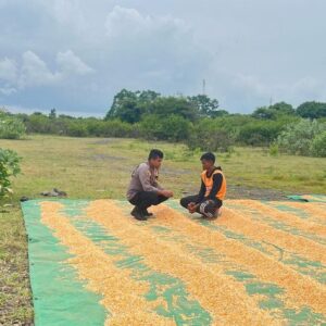 Pantau dan Bantu Petani di Wilayah Binaan Bhabinkamtibmas Polsek Tambora Dukung Penuh Program Prioritas Presiden RI