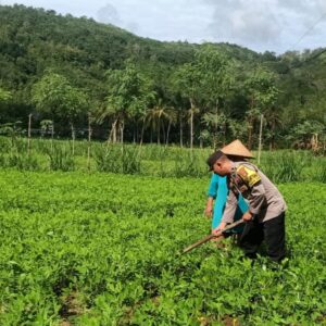 Bhabinkamtibmas Dukung Ketahanan Pangan di Sekotong