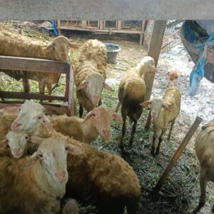Sinergi Polri dan Warga Desa Beleka: Wujudkan Ketahanan Pangan dan Keamanan Sosial