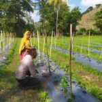 Bhabinkamtibmas Dukung Ketahanan Pangan Lewat DDS di Lahan Cabai Warga