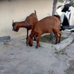 Beli Kambing Hasil Curian, Seorang Pria Diamankan Tim Opsnal Polsek Rasbar, Pelaku Utama Masih Diburu