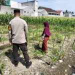 Sinergi Polsek Labuapi Dorong Ketahanan Pangan Desa