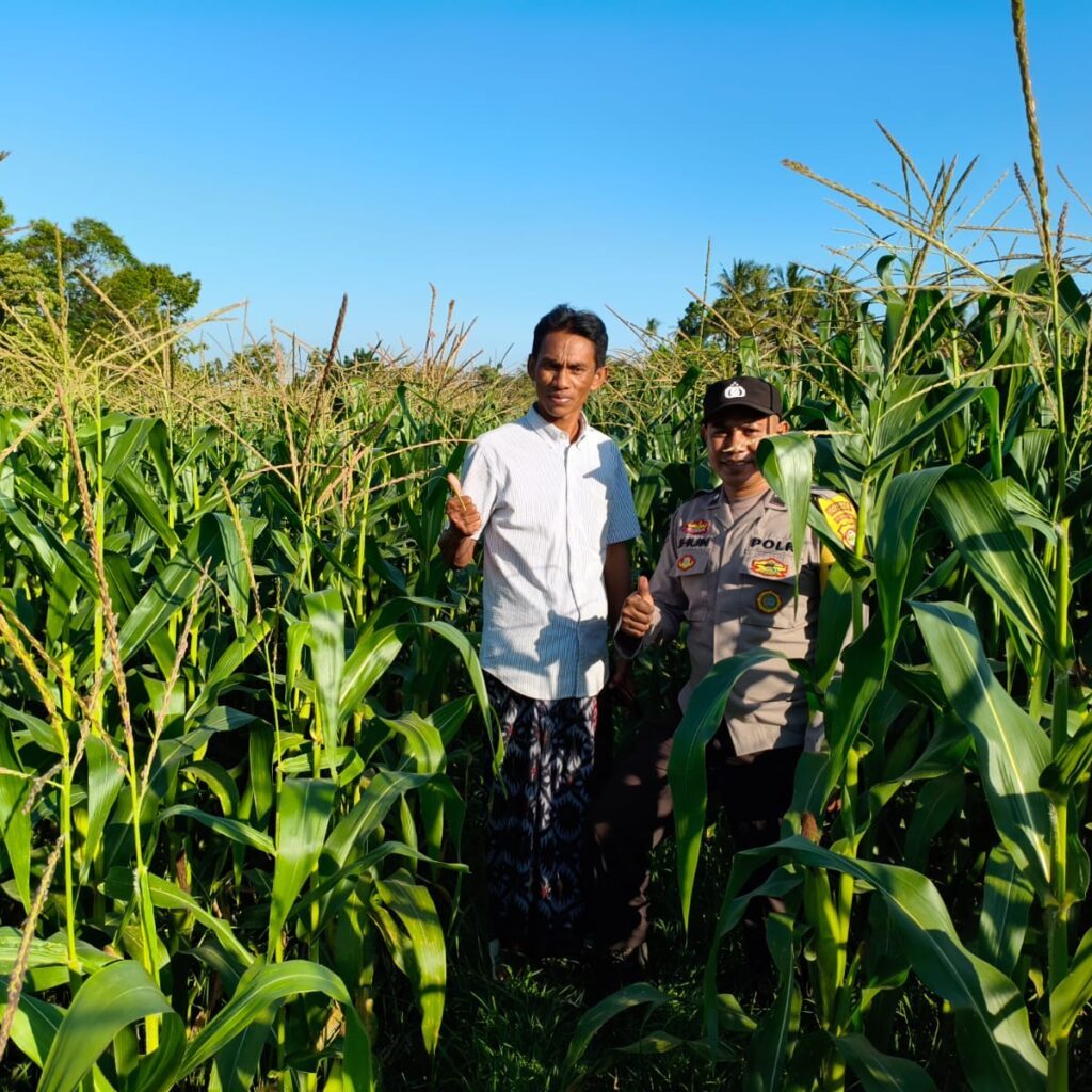Bhabinkamtibmas Mareje Timur Dampingi Petani Jagung Tingkatkan Hasil Panen