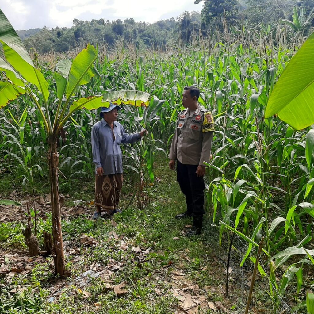 Bhabinkamtibmas Sekotong Timur Dampingi Petani Dukung Ketahanan Pangan
