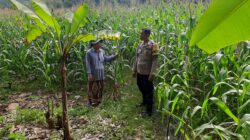 Bhabinkamtibmas Sekotong Timur Dampingi Petani Dukung Ketahanan Pangan
