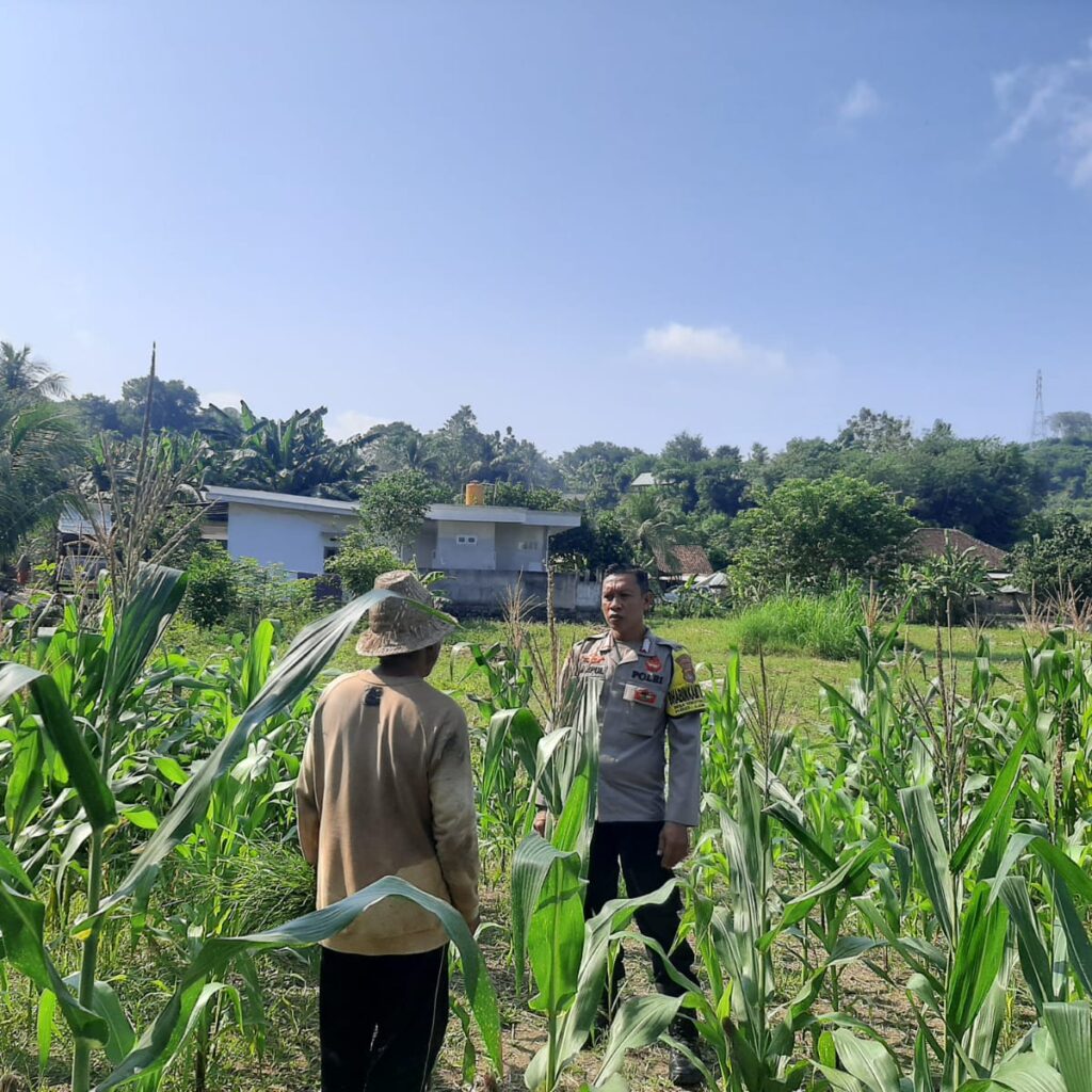 Bhabinkamtibmas Sekotong Timur Dukung Petani Jagung Wujudkan Ketahanan Pangan
