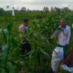 Bhabinkamtibmas Kuripan Utara Dampingi Petani Hadapi Kemarau Basah