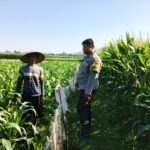 Polsek Lembar Sambangi Petani Jagung Sekotong Timur Dukung Ketahanan Pangan