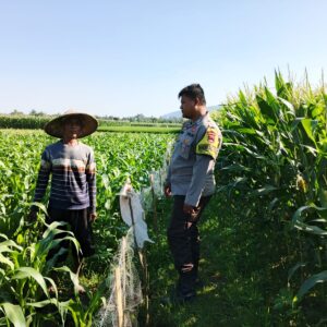 Polsek Lembar Sambangi Petani Jagung Sekotong Timur Dukung Ketahanan Pangan
