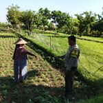 Bhabinkamtibmas Desa Jembatan Gantung Dorong Ketahanan Pangan Warga