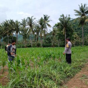 Bhabinkamtibmas di Gerung Dukung Petani Jagung di Giri Tembesi