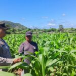 Bhabinkamtibmas Desa Sekongkang Bawah Laksanakan Sambang dan Cek Ketahanan Pangan Lahan Jagung MT2