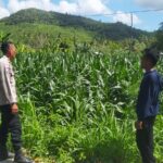 Polri Dukung Ketahanan Pangan di Eyat Mayang Lewat Pendampingan Petani Jagung