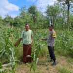 Pemanfaatan Lahan Kosong untuk Ketahanan Pangan di Dusun Pewaringan, Sekotong