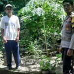 Bengkaung Batulayar Kembangkan Pekarangan Bergizi untuk Ketahanan Pangan