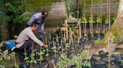 Polri Dorong Ketahanan Pangan dari Pekarangan Warga Kuripan Utara