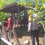 Bhabinkamtibmas Dukung Peternakan Sapi Warga di Batu Putih