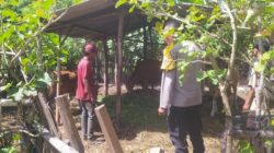 Bhabinkamtibmas Batu Putih Bina Warga Kembangkan Sapi Ternak