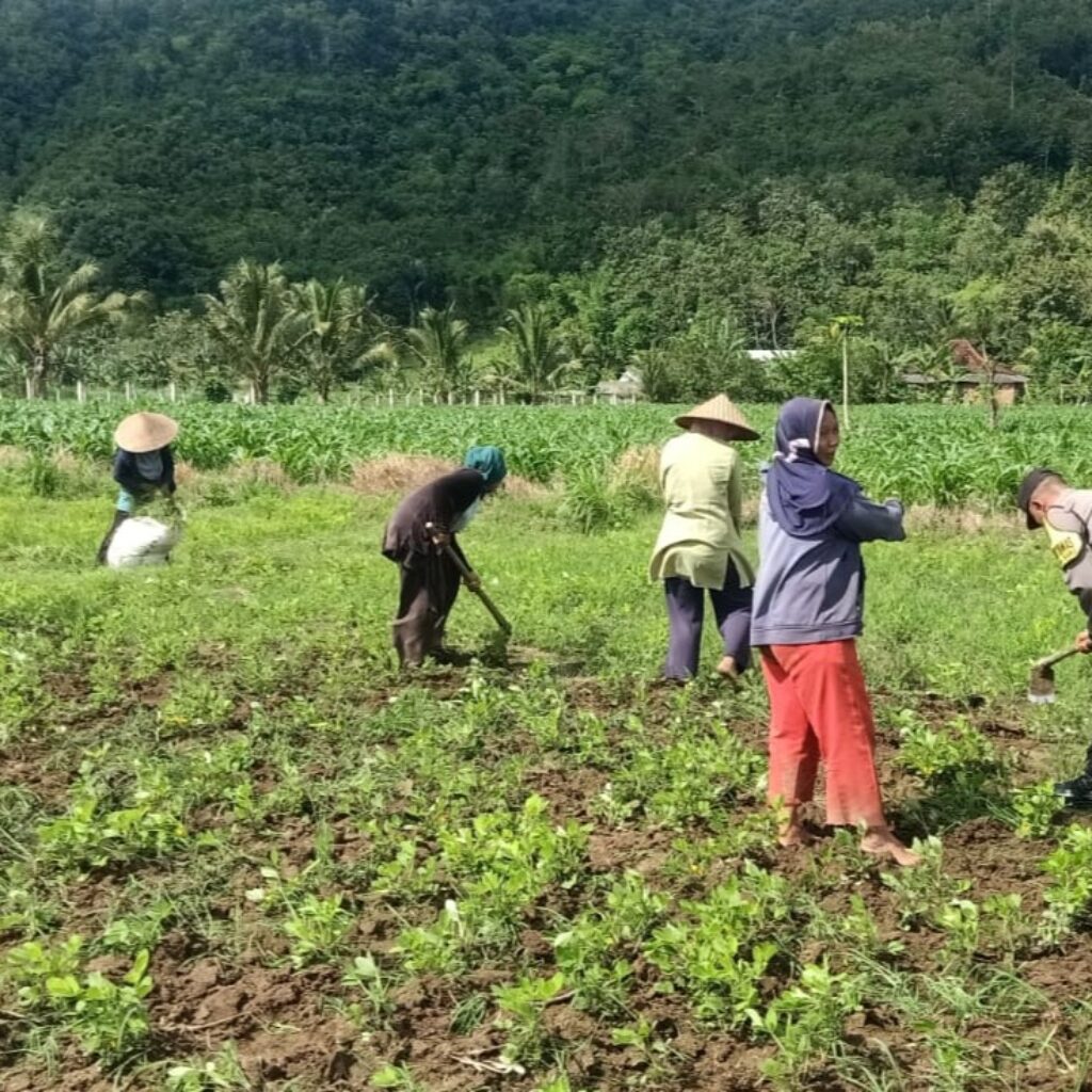 Pemanfaatan Pekarangan Dorong Ketahanan Pangan di Desa Kuripan