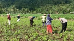 Pemanfaatan Pekarangan Dorong Ketahanan Pangan di Desa Kuripan