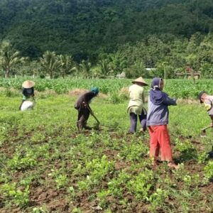 Pemanfaatan Pekarangan Dorong Ketahanan Pangan di Desa Kuripan