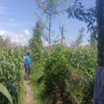 Bhabinkamtibmas Desa Beleka Dampingi Petani Jagung Jelang Panen