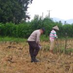 Bhabinkamtibmas Kuripan Dorong Pemanfaatan Pekarangan untuk Ketahanan Pangan