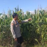 Wujudkan Indonesia Yang Swasembada Pangan, Bhabinkamtibmas Polsek Bolo Pantau Bantu Petani Jagung di Wilayah Binaan