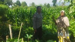 Bhabinkamtibmas Desa Kediri Dorong Ketahanan Pangan Bersama Petani Karang Kuripan