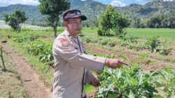 Dukung Program Asta Cita Swasembada Pangan, Bhabinkamtibmas Desa Beru Cek Pekarangan Bergizi Warga