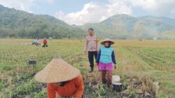 Bhabinkamtibmas Banyu Urip Dampingi Petani Jagung di Dusun Rincung