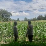 Polsek Labuapi Dorong Warga Dusun Jogot Tanam Hortikultura Guna Kemandirian Pangan