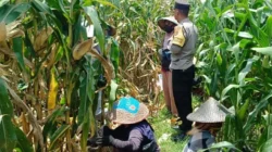 Panen Jagung di Lombok Barat Dikawal Polisi, Hasilnya Meningkat Tajam