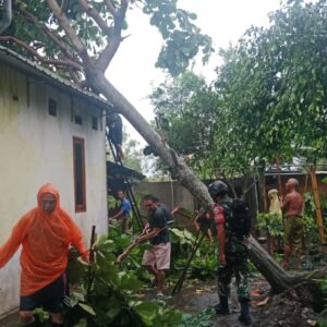 Aksi Tanggap Babinsa Jagaraga Saat Bencana Alam Melanda