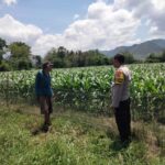 BHABINKAMTIBMAS DESA CEMPI JAYA DAMPINGI PETANI JAGUNG WUJUDKAN PROGRAM KETAHANAN PANGAN NASIONAL