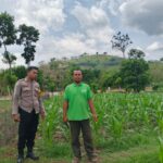 Bhabinkamtibmas Desa Banggo Laksanakan Pemetaan Lahan Pertanian untuk Persiapan Pola Tanam Kuartal ke-3 Tahun 2025