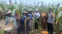 Panen Jagung di Babussalam, Polri Jadi Sahabat Petani Lombok Barat